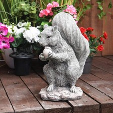Lovely Detailed Squirrel and