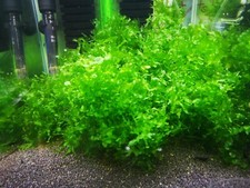 5g Subwassertang Pellia Moss Süsswassertang Live Aquatic Plant Fry Shrimp