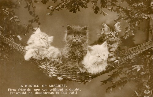 Cat four beautiful kittens - cat,