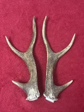PAIR OF SIKA DEER ANTLERS