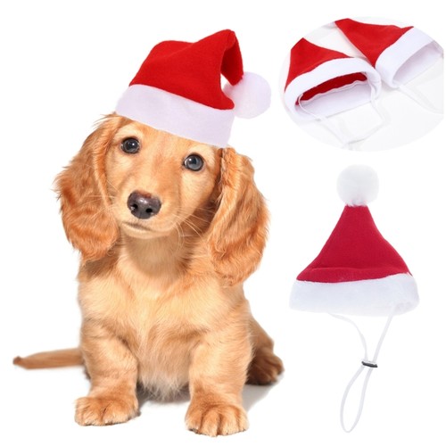 Celebratory animal addition - celebratory,