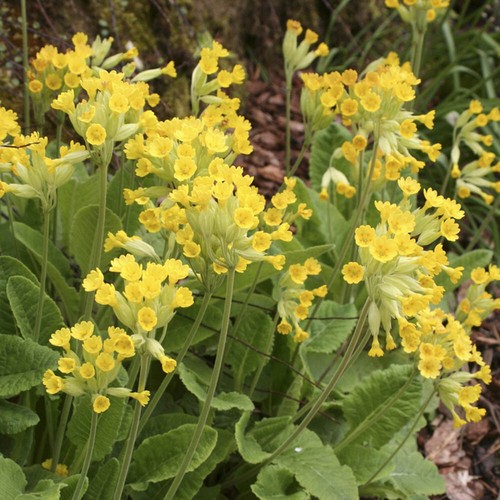 Primula veris - 3, (cowslip)