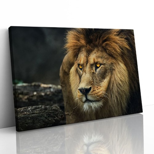 Lion staring portrait - lion,