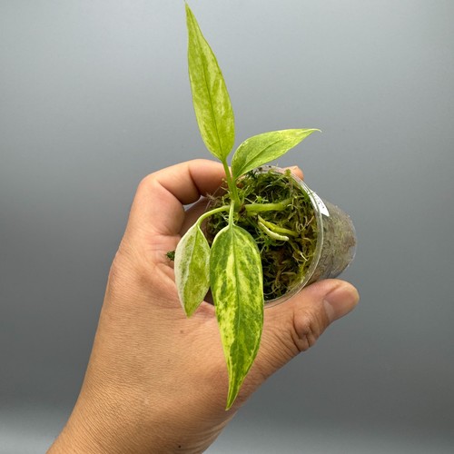 Anthurium vittarifolium - anthurium,