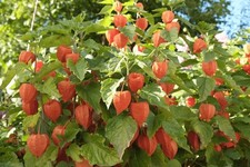 6 Physalis Franchetti Chinese
