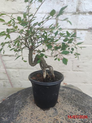 Chinese elm - chinese,