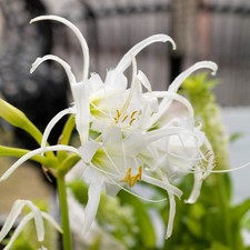 4 x Ismene Festalis Bulbs -