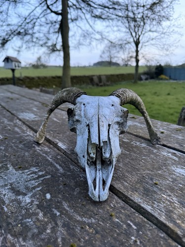 Rams head taxidermy - rams,