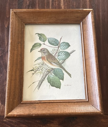 Vintage redpoll linnet bird - redpoll,