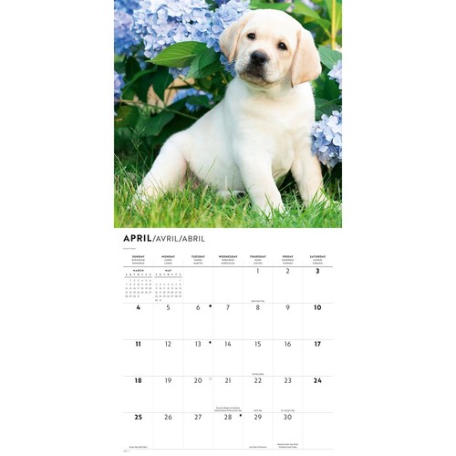 Yellow labrador retrievers - yellow,