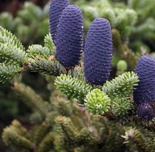 Korean pine tree bonsai - korean,