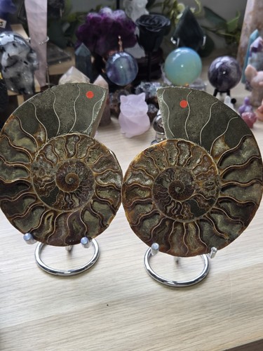 14cm ammonite pair of - xl,
