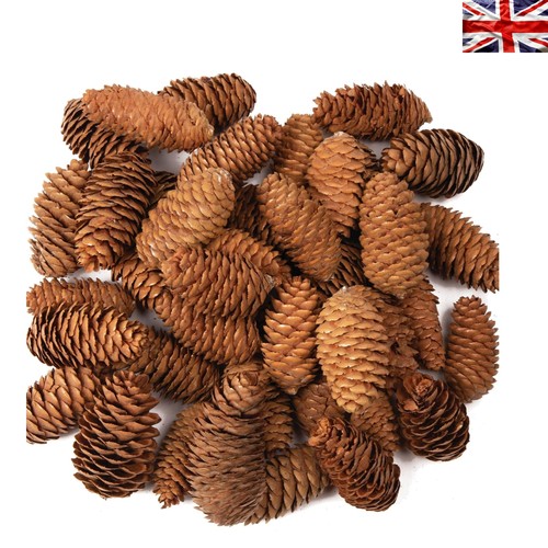 Natural pine cones for - 20,