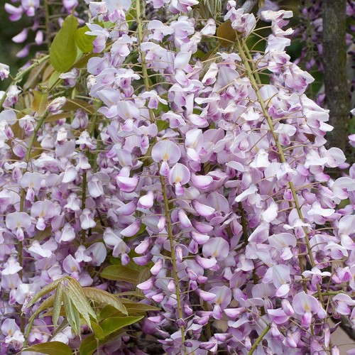 Wisteria floribunda pink - wisteria,