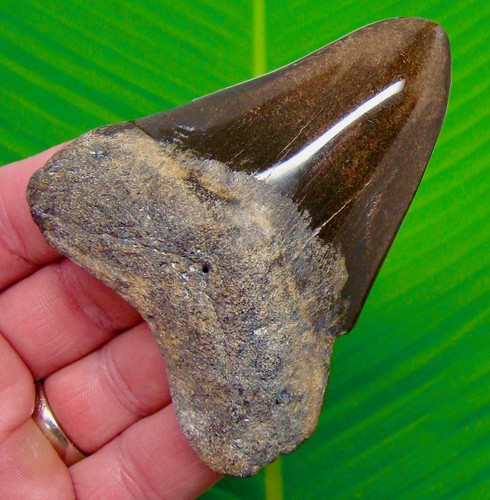 Megalodon shark tooth real - tooth,