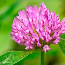 Medium Red Clover Seed –