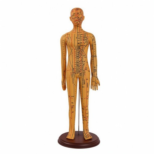 Human acupuncture model with - human,