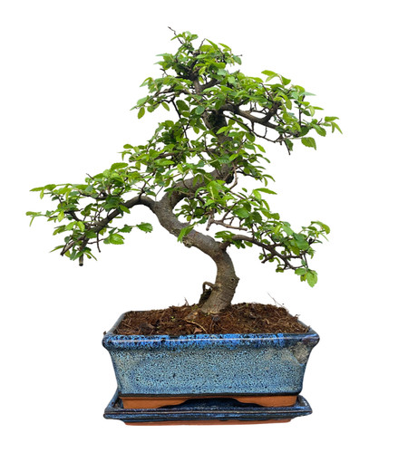 Chinese elm bonsai tree 9yr - elm, (9yr