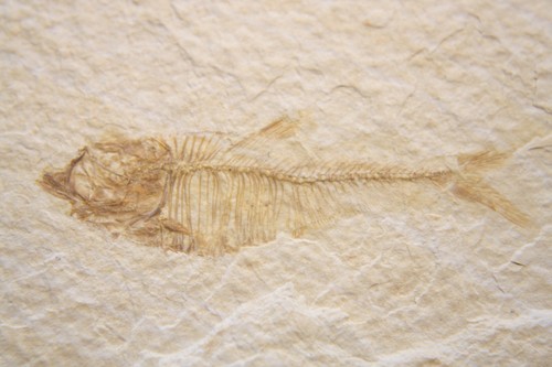 Eocene green river shale fish - green,