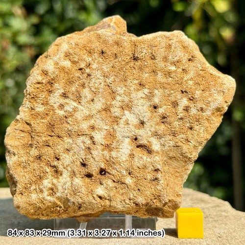 Authentic british jurassic - british,