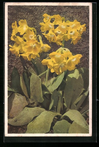 Postcard beautifully - postcard:,