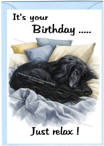 Afghan hound dog - afghan,