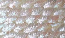 1x Shell Sheet Veneer Inlay 9