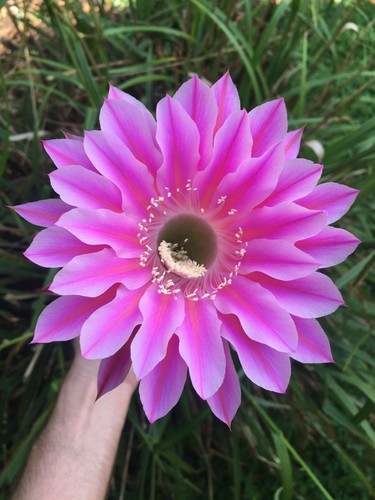 Fresh cactus seed x20 - fresh,