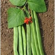 12   X RUNNER BEAN  PLUG