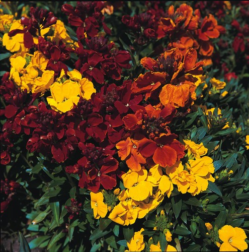 100 erysimum cheiri wallflower - cheiri,