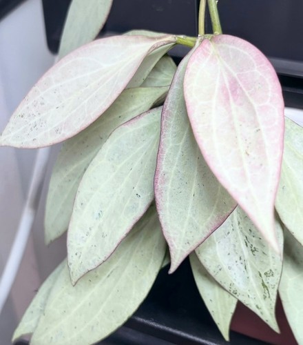 Rare hoya nicholsoniae new - rare,