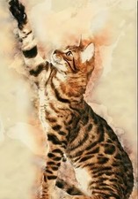 Beautiful Bengal Cat