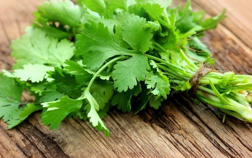 Cilantro coriander 100 seeds - coriander,