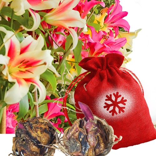 Huge tree lily 14cm - 6,