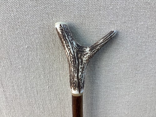 Red deer antler - deer, walking