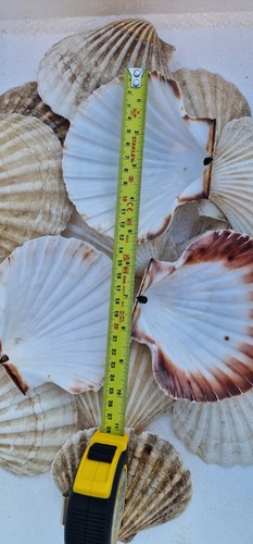 Scallop shells pack - xl, 50