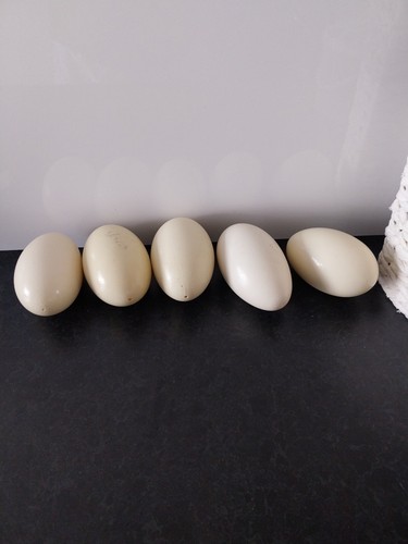 Blown hollow ostrich eggs - ostrich,