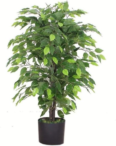 Customizable 90cm ficus tree - customizable,