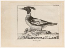 Francois-Nicolas Martinet (1731-1804) - Engraving, Red-Breasted Merganser