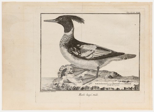 Francois nicolas martinet - francois-nicolas,