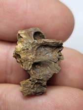 Rex caudal vertebra 20mm - caudal,