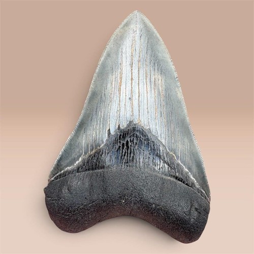 Megalodon tooth fossil - megalodon, large