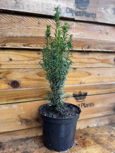 Taxus fastigiata robusta - fastigiata,