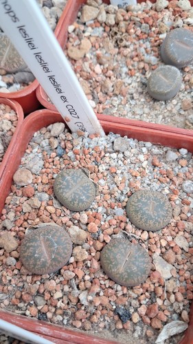 Lithops lesliei c027 - lithops,