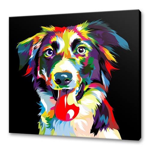 Border collie colourful dog - border,