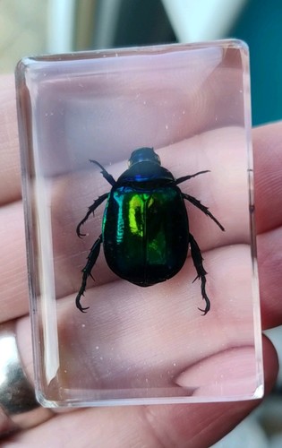 Real scarab beetle bug insect - scarab,