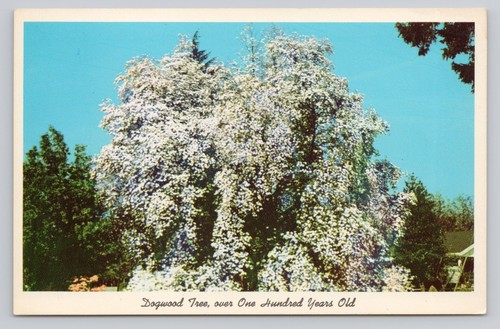 Post card dogwood tree over - card,