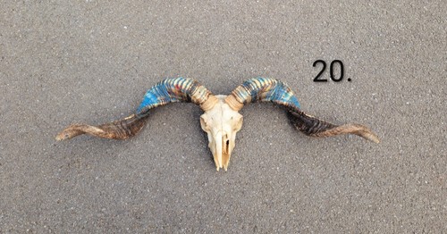 Ram skull bones taxidermy - ram, bones,