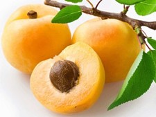 APRICOT TREE * Sweet &