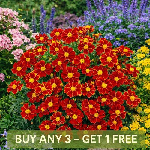 French marigold single - french,